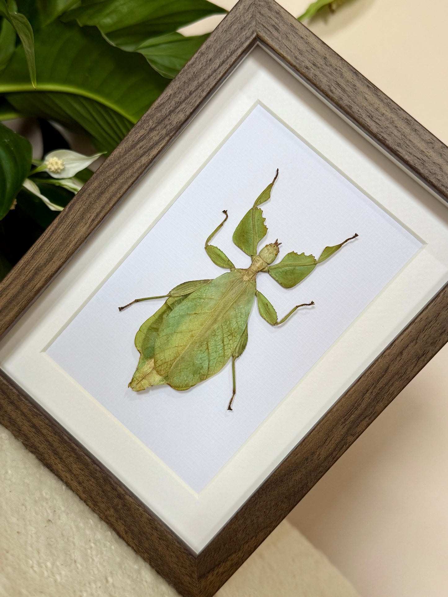 Walking Leaf Mimic Insect