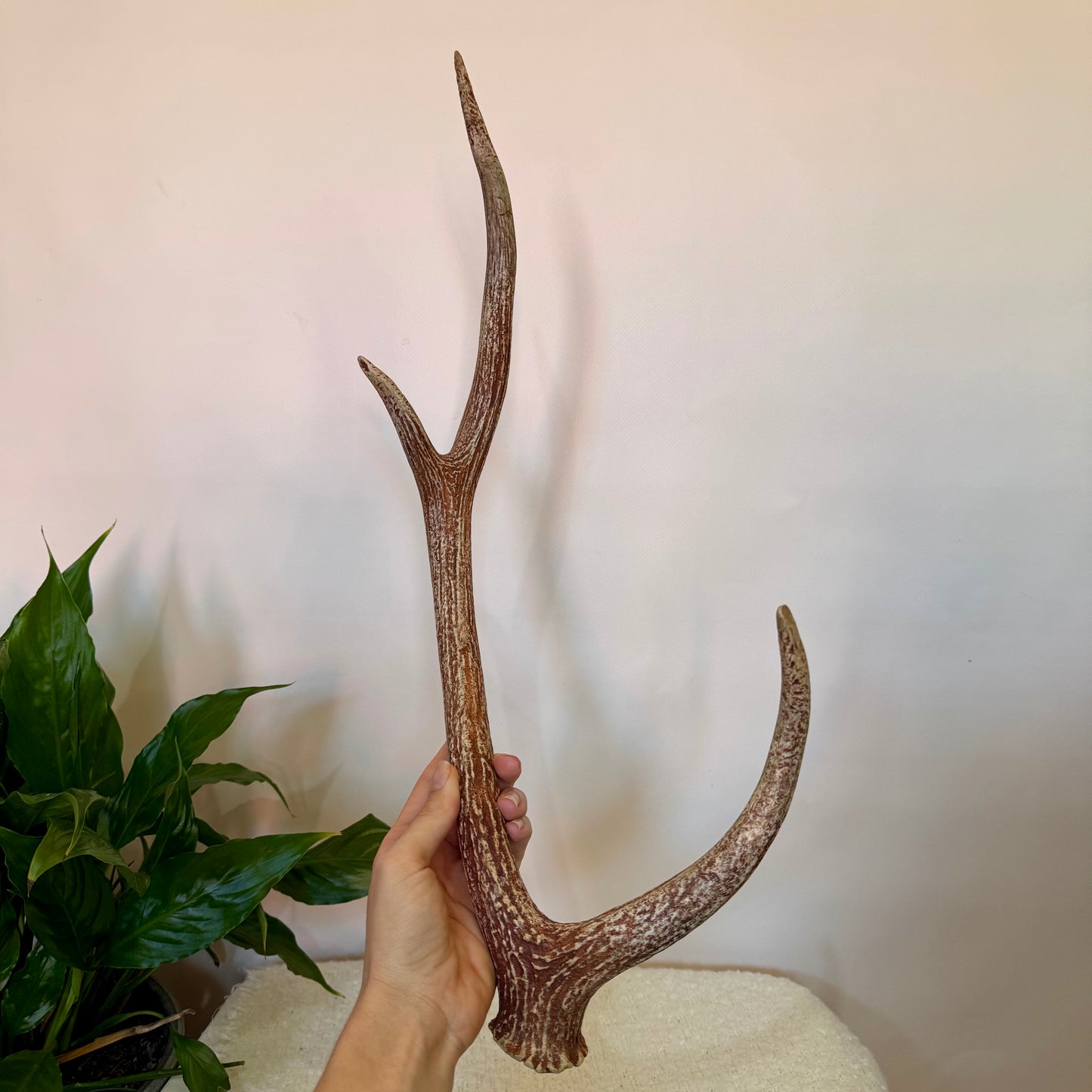 Chital Deer Antlers - Large