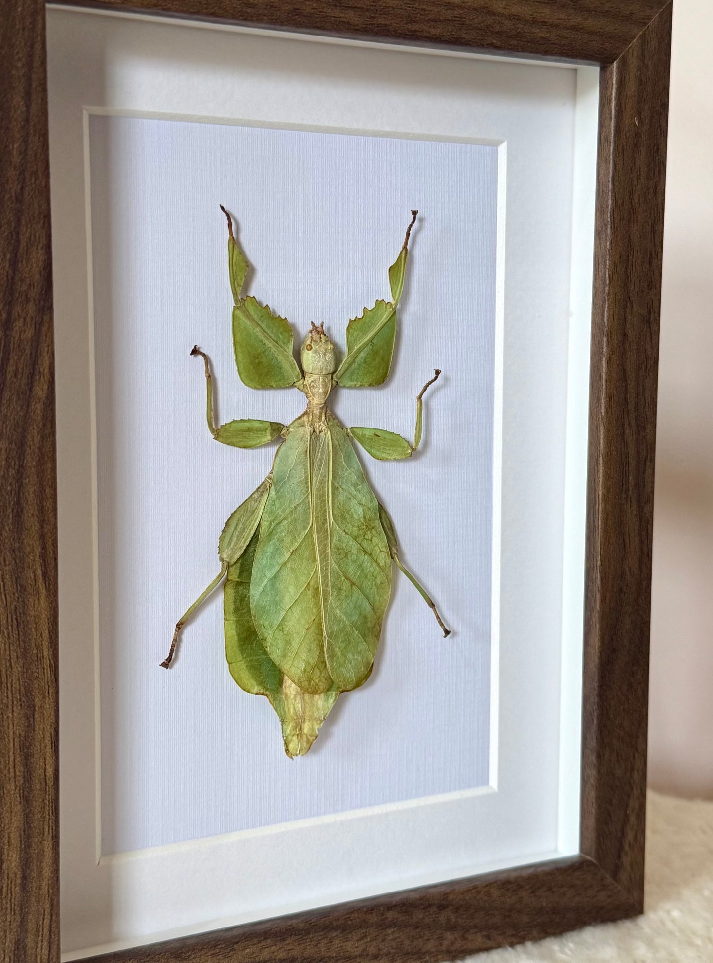 Walking Leaf Mimic Insect