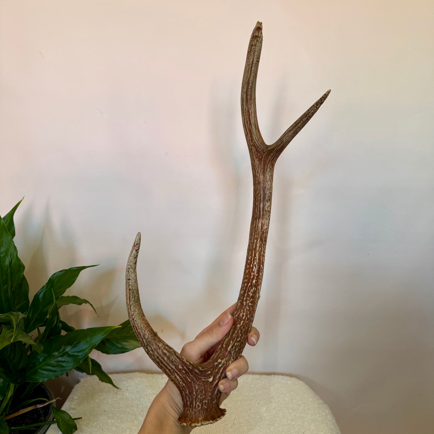 Chital Deer Antlers - Large