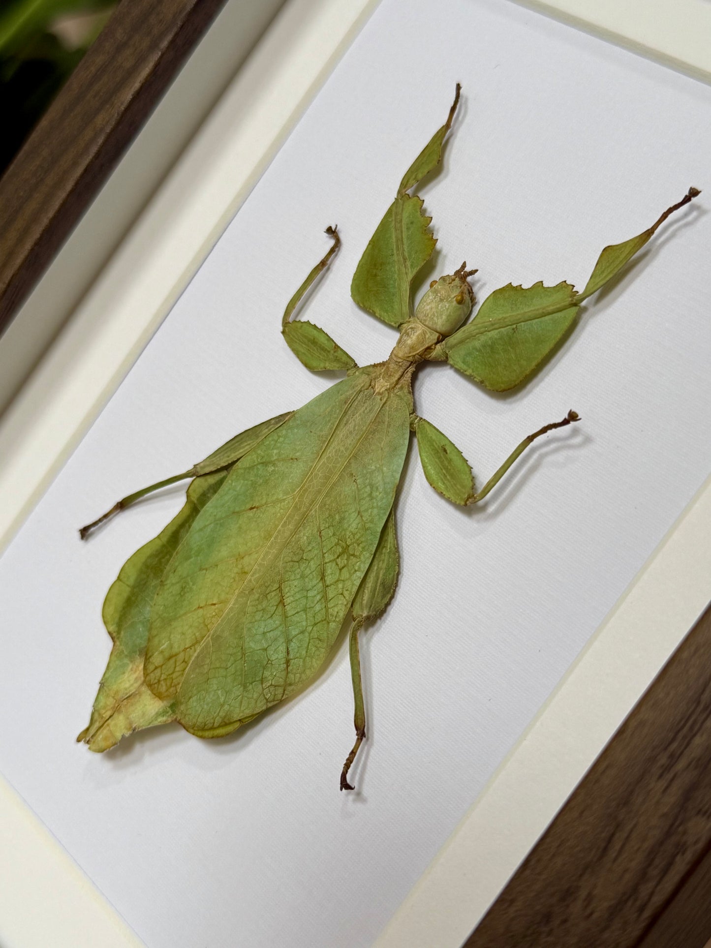 Walking Leaf Mimic Insect