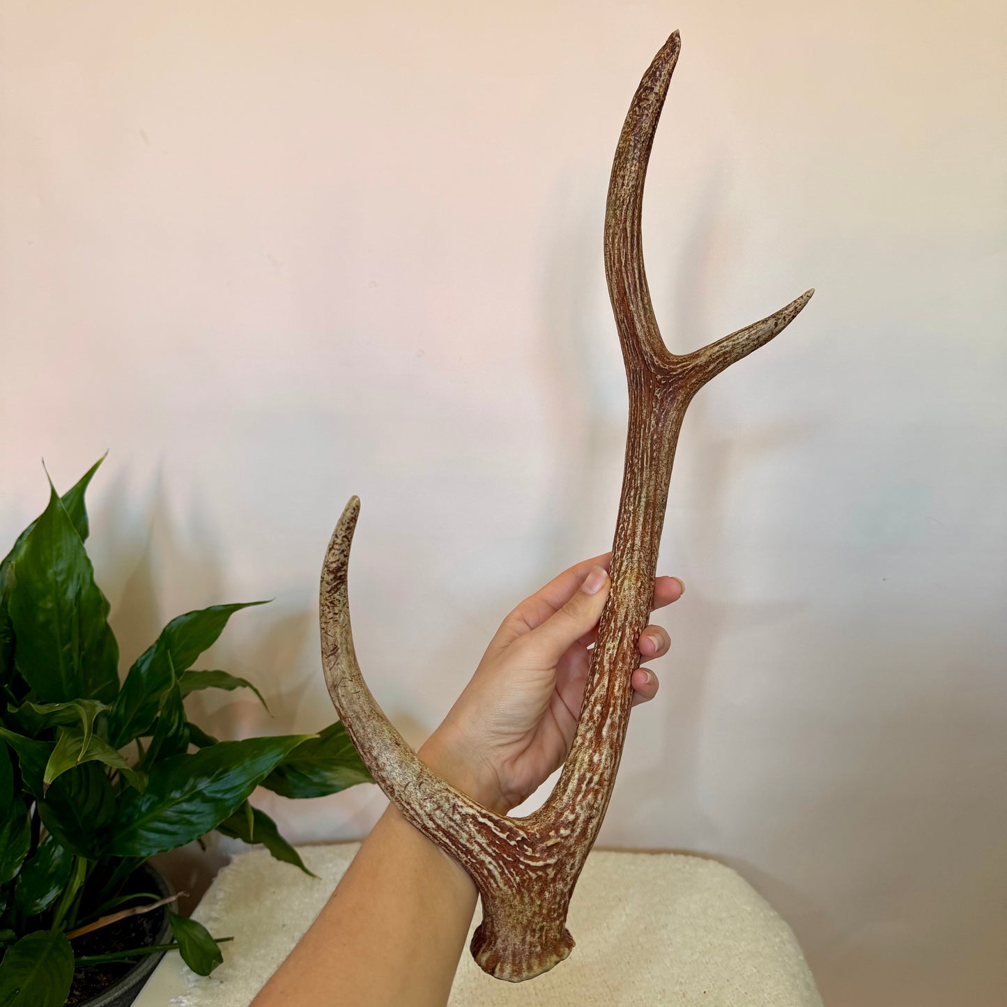 Chital Deer Antlers - Large