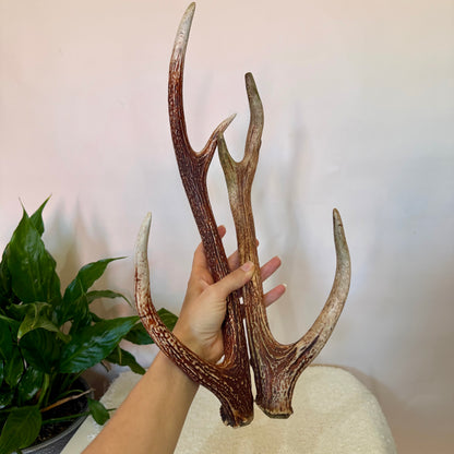 Chital Deer Antlers - Small