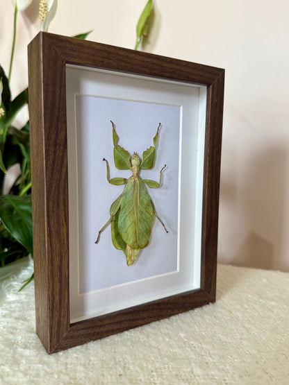 Walking Leaf Mimic Insect
