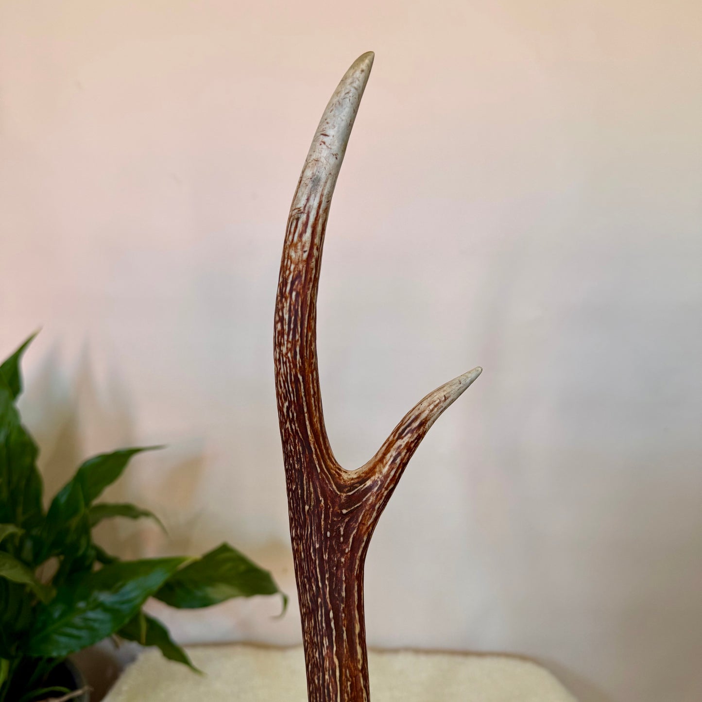 Chital Deer Antlers - Small