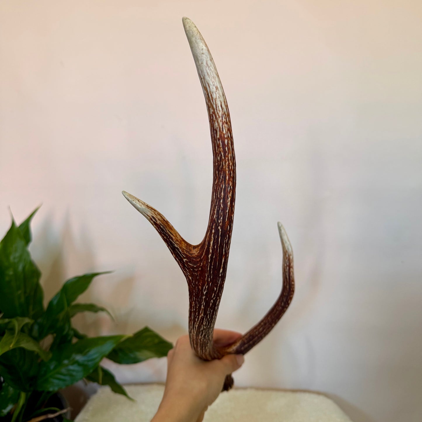 Chital Deer Antlers - Small