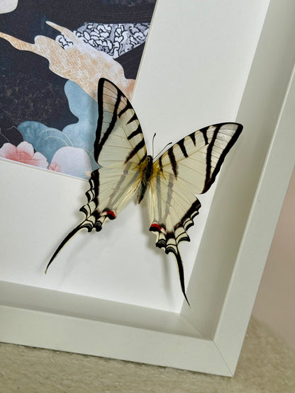Great Kite Swallowtail Photo Frame