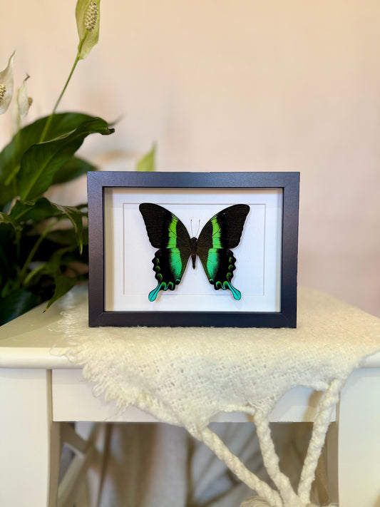 Green Swallowtail