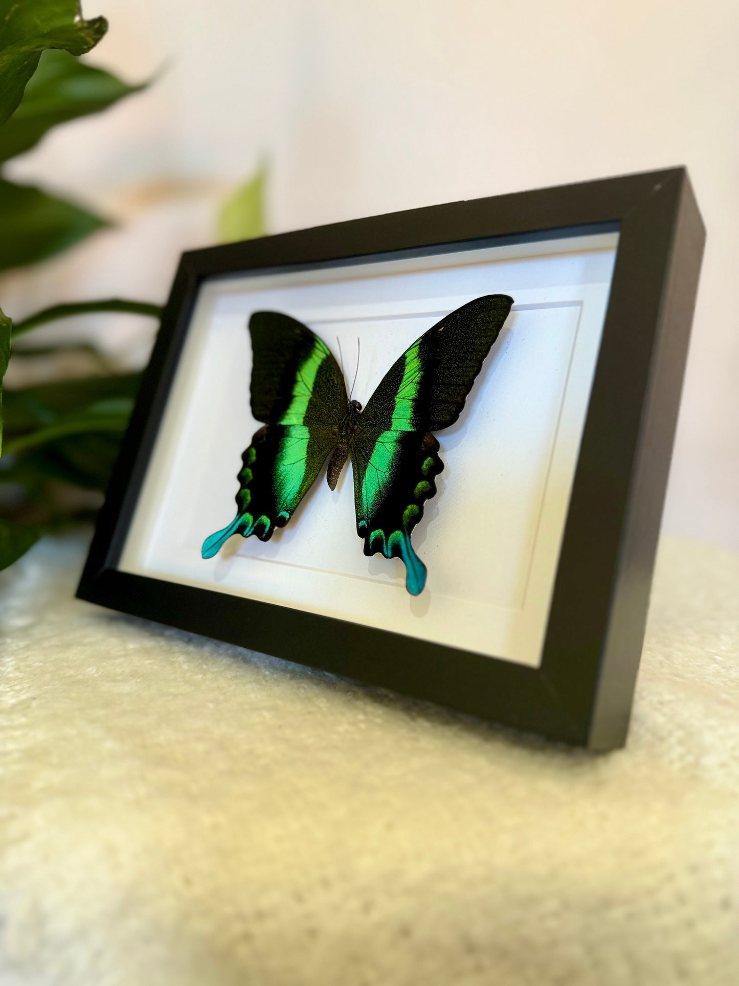 Green Swallowtail