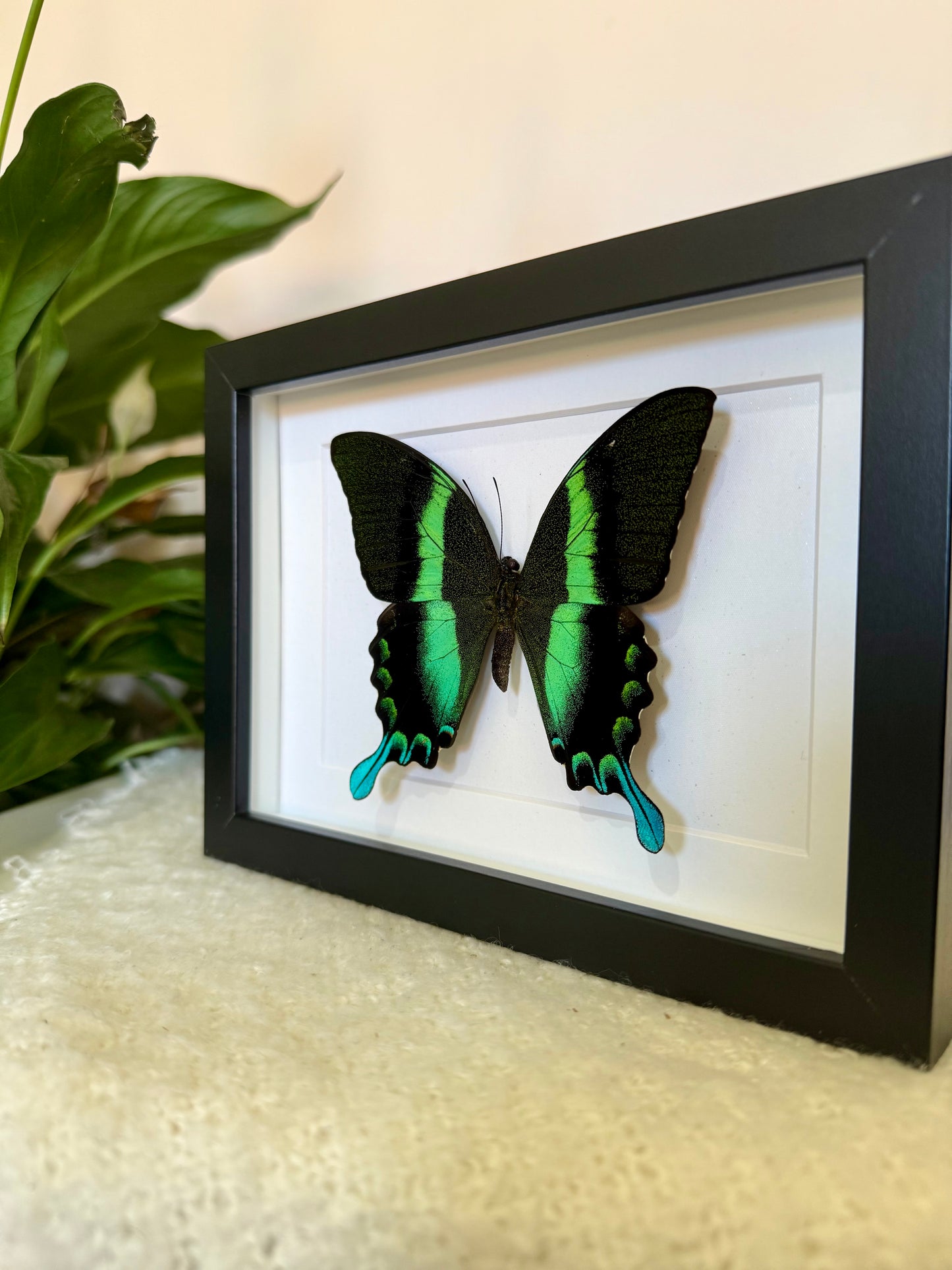 Green Swallowtail