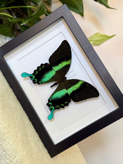 Green Swallowtail