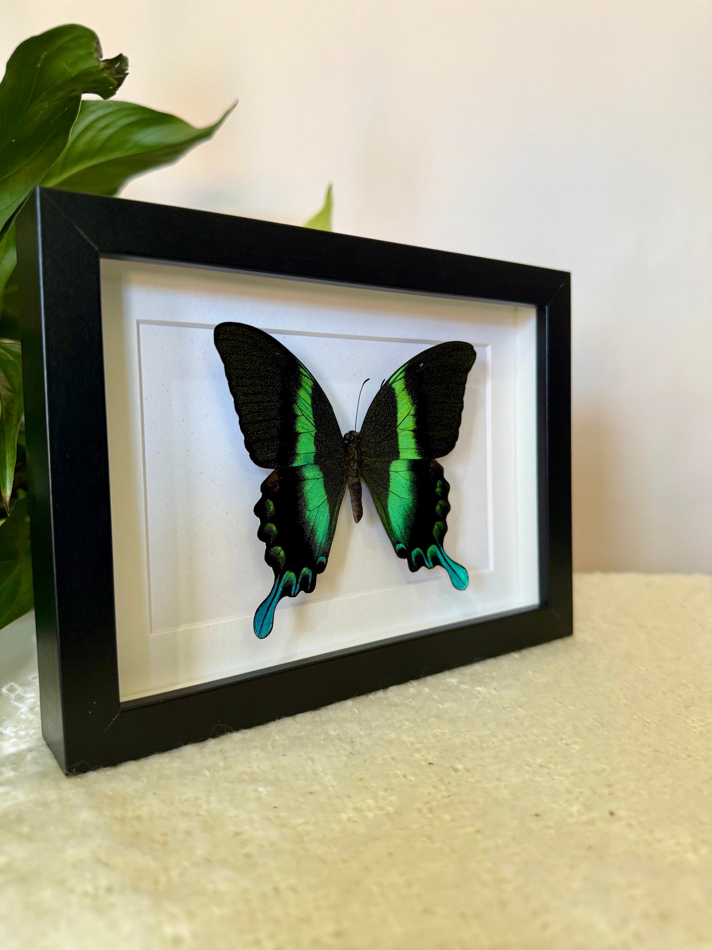 Green Swallowtail