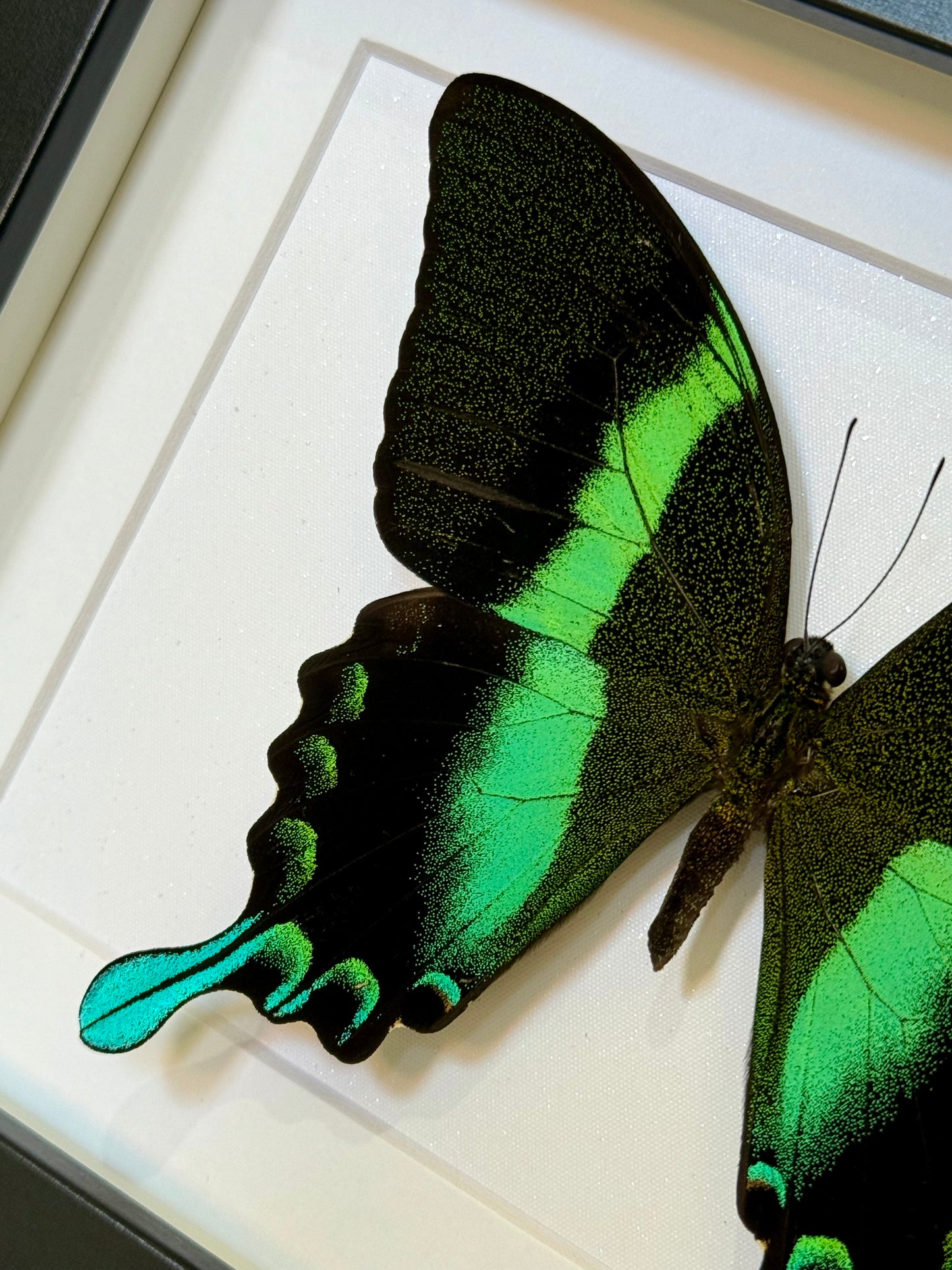 Green Swallowtail