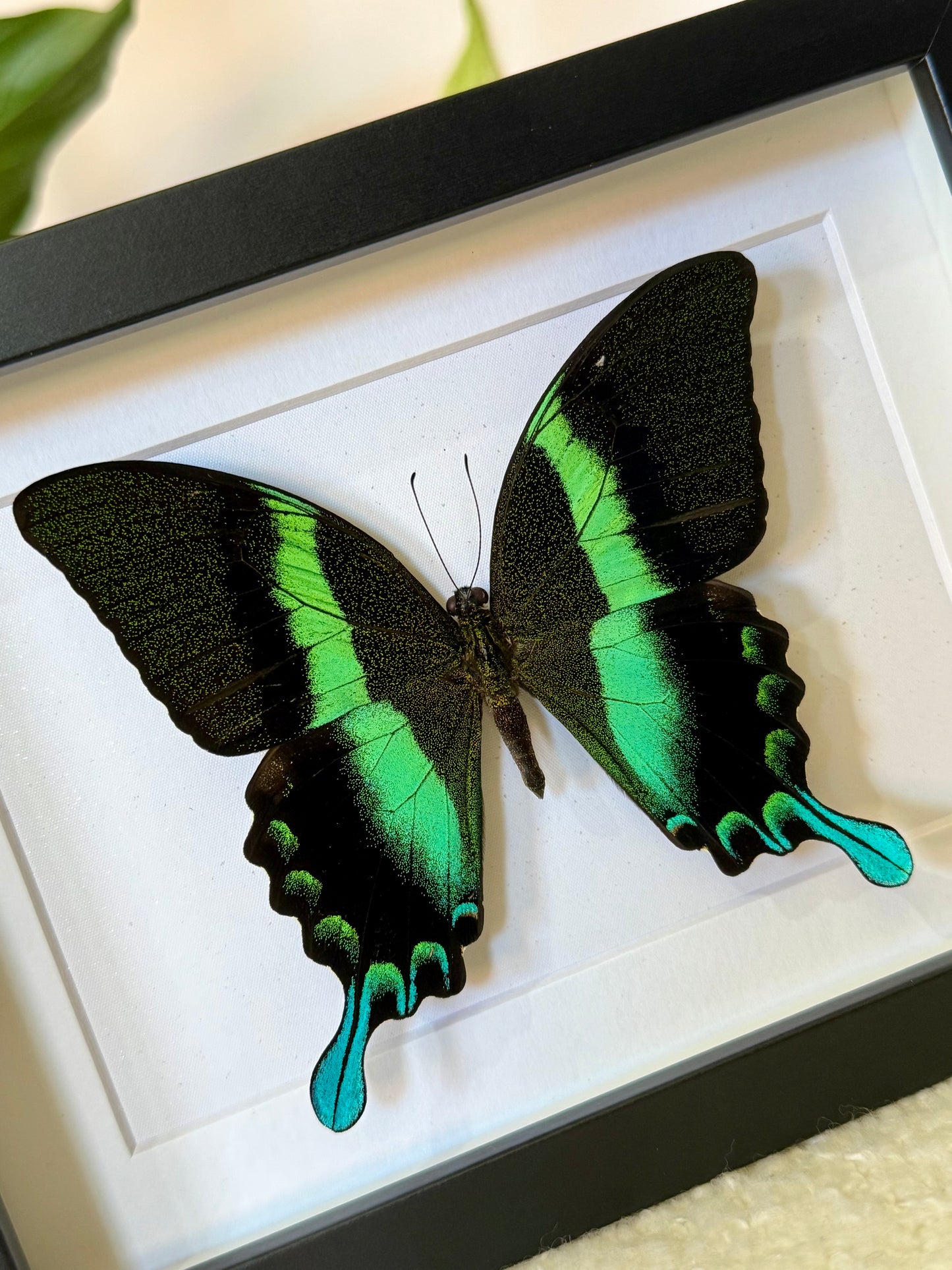 Green Swallowtail