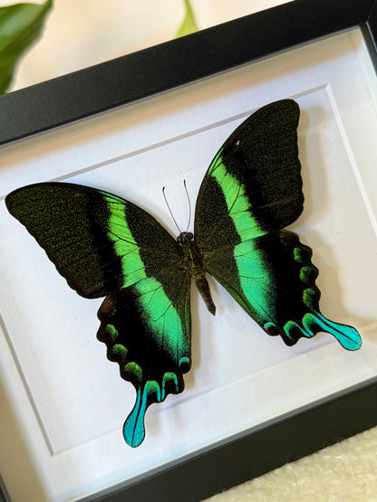 Green Swallowtail