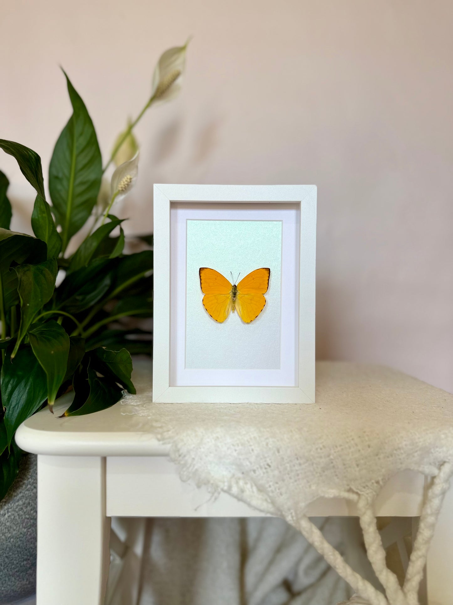 Apricot Sulphur Butterfly
