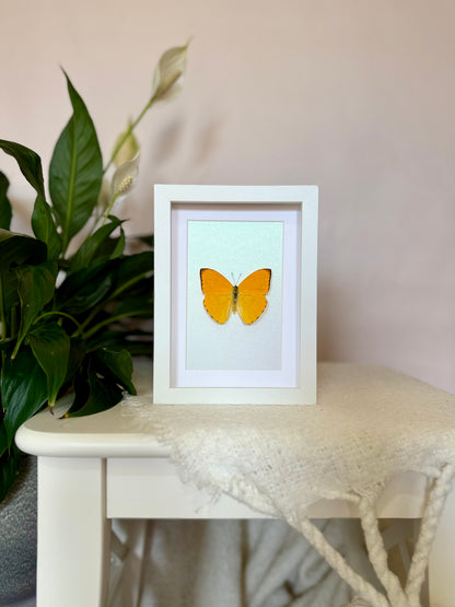 Apricot Sulphur Butterfly