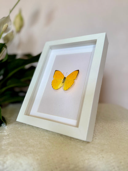 Apricot Sulphur Butterfly