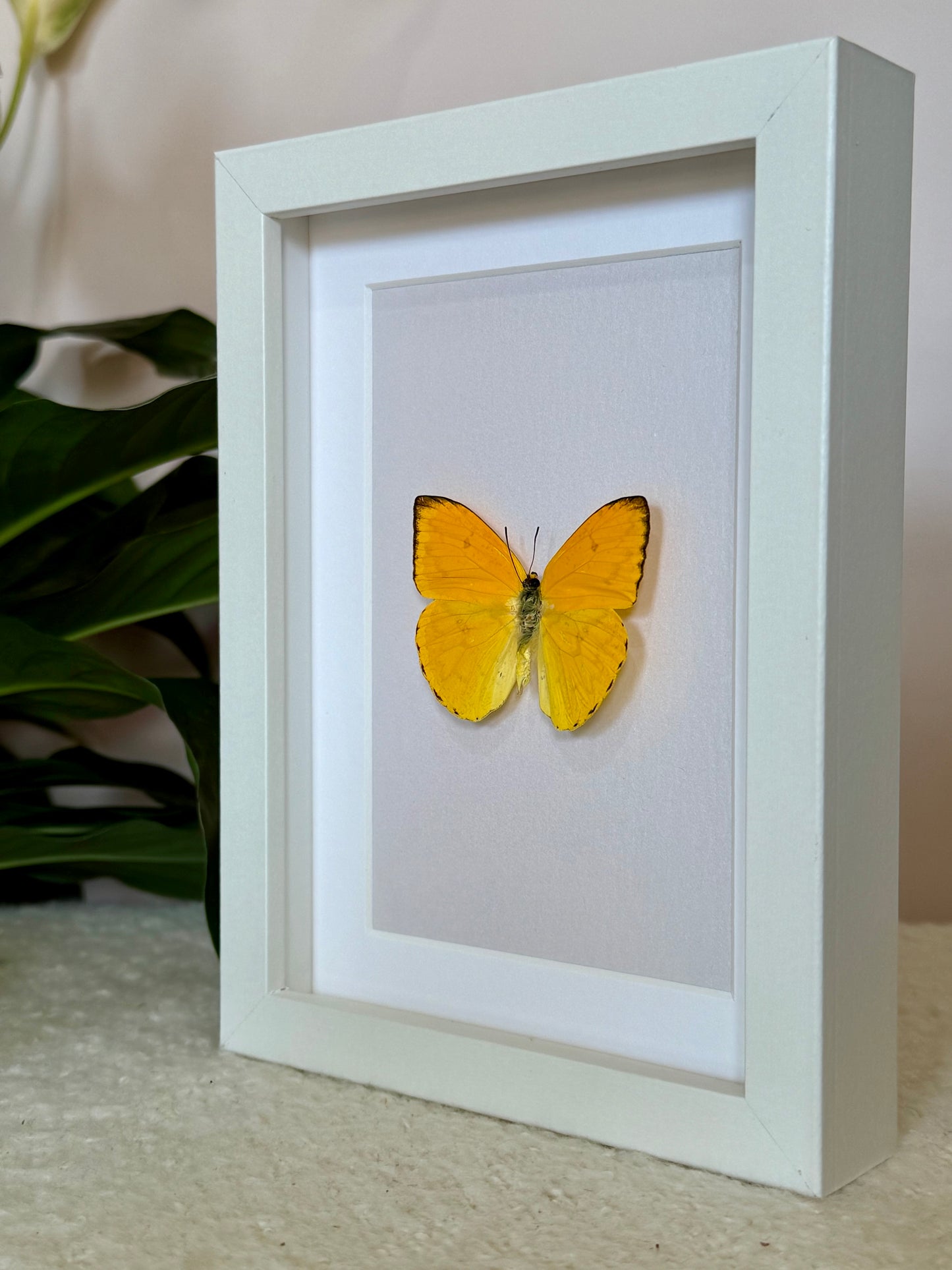 Apricot Sulphur Butterfly