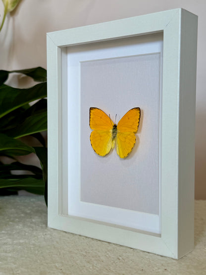 Apricot Sulphur Butterfly