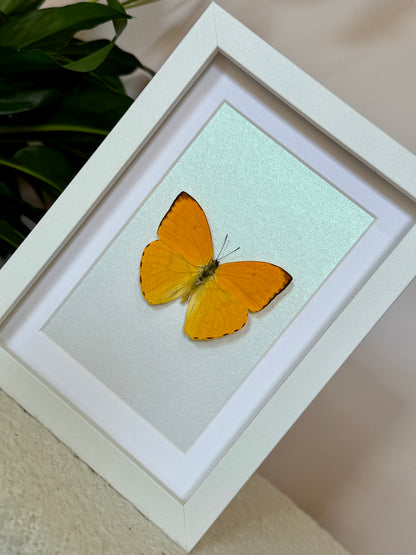 Apricot Sulphur Butterfly