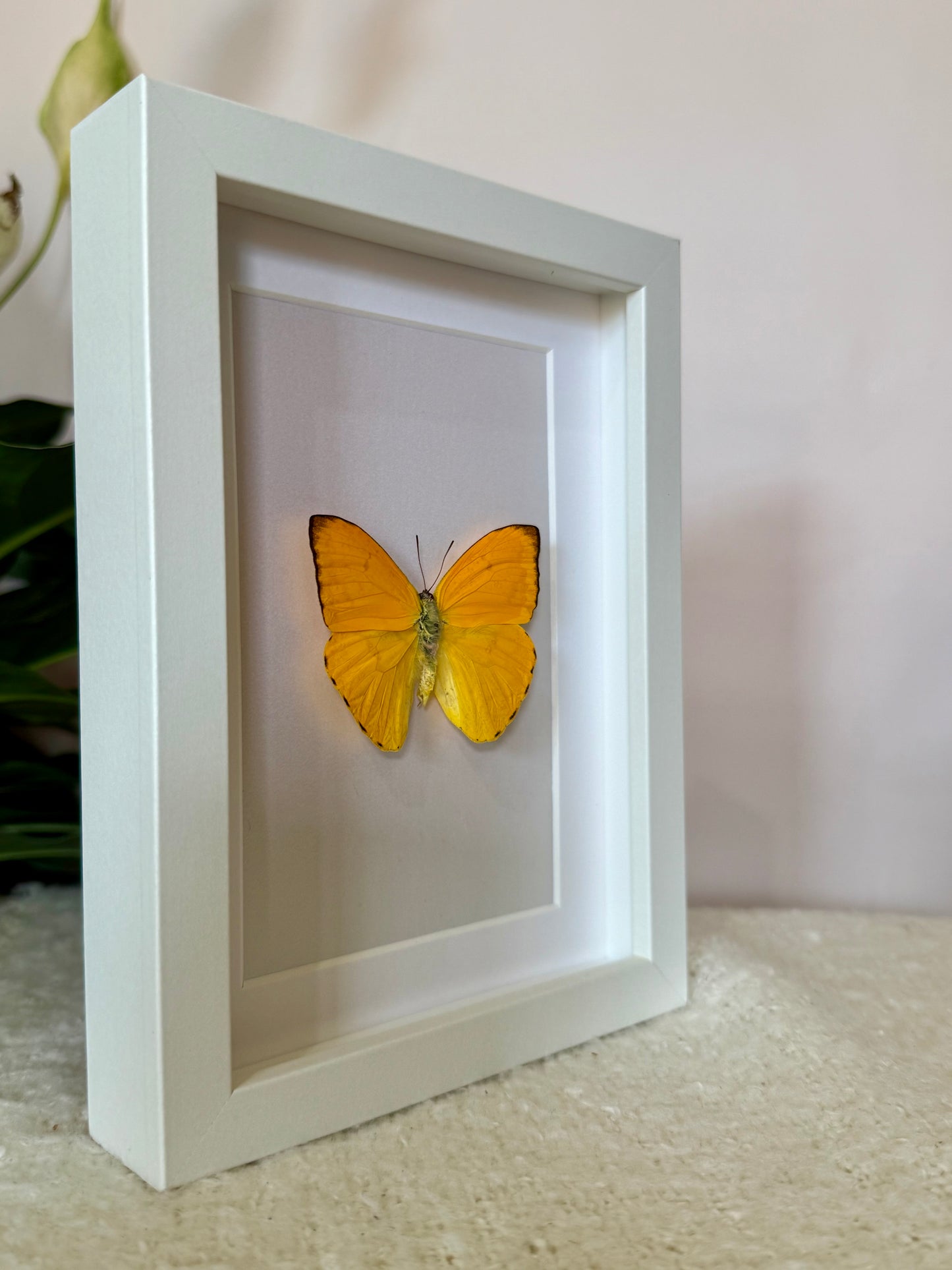Apricot Sulphur Butterfly