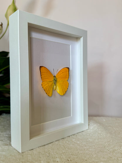 Apricot Sulphur Butterfly