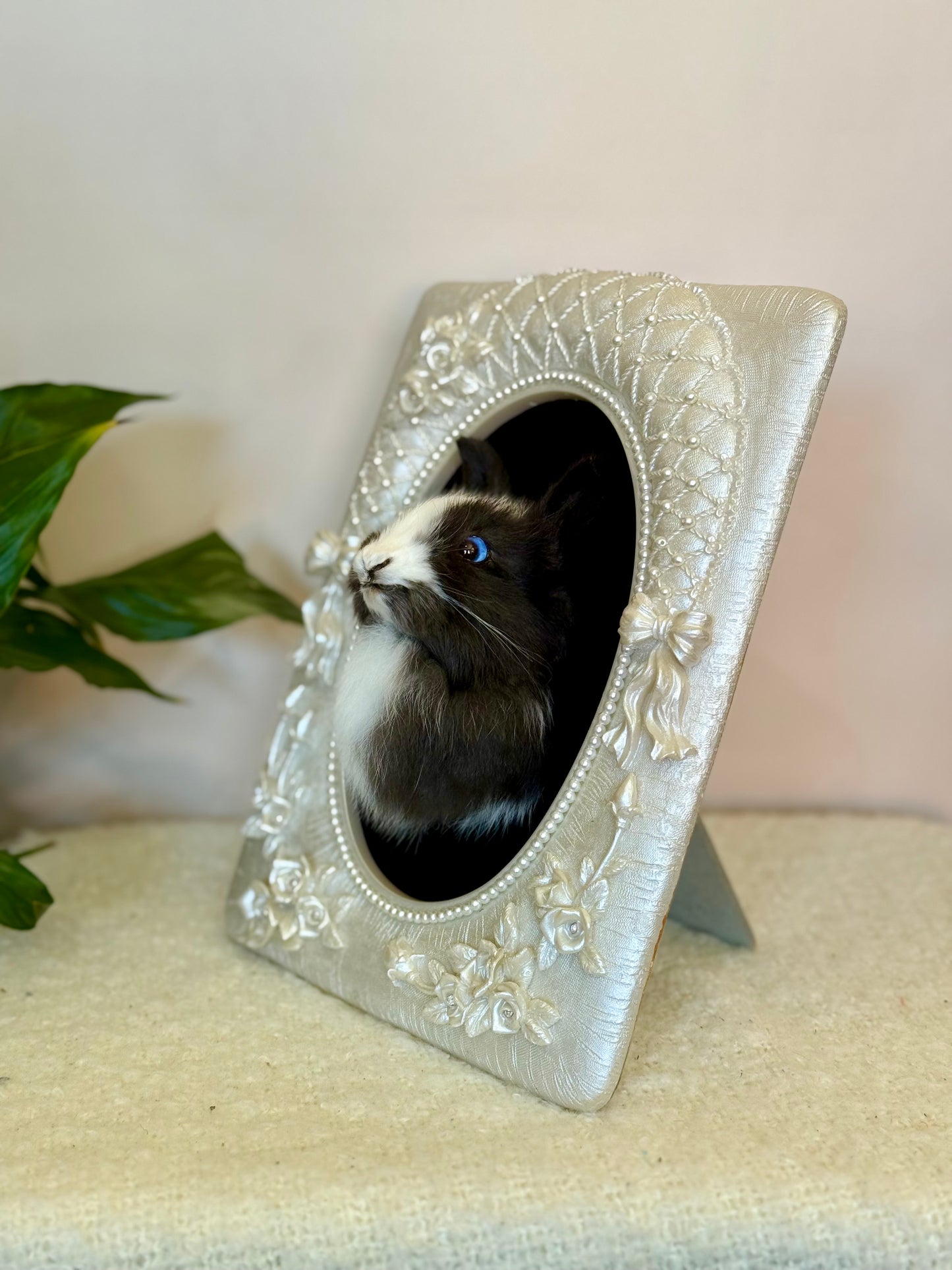 European Rabbit Head Mount