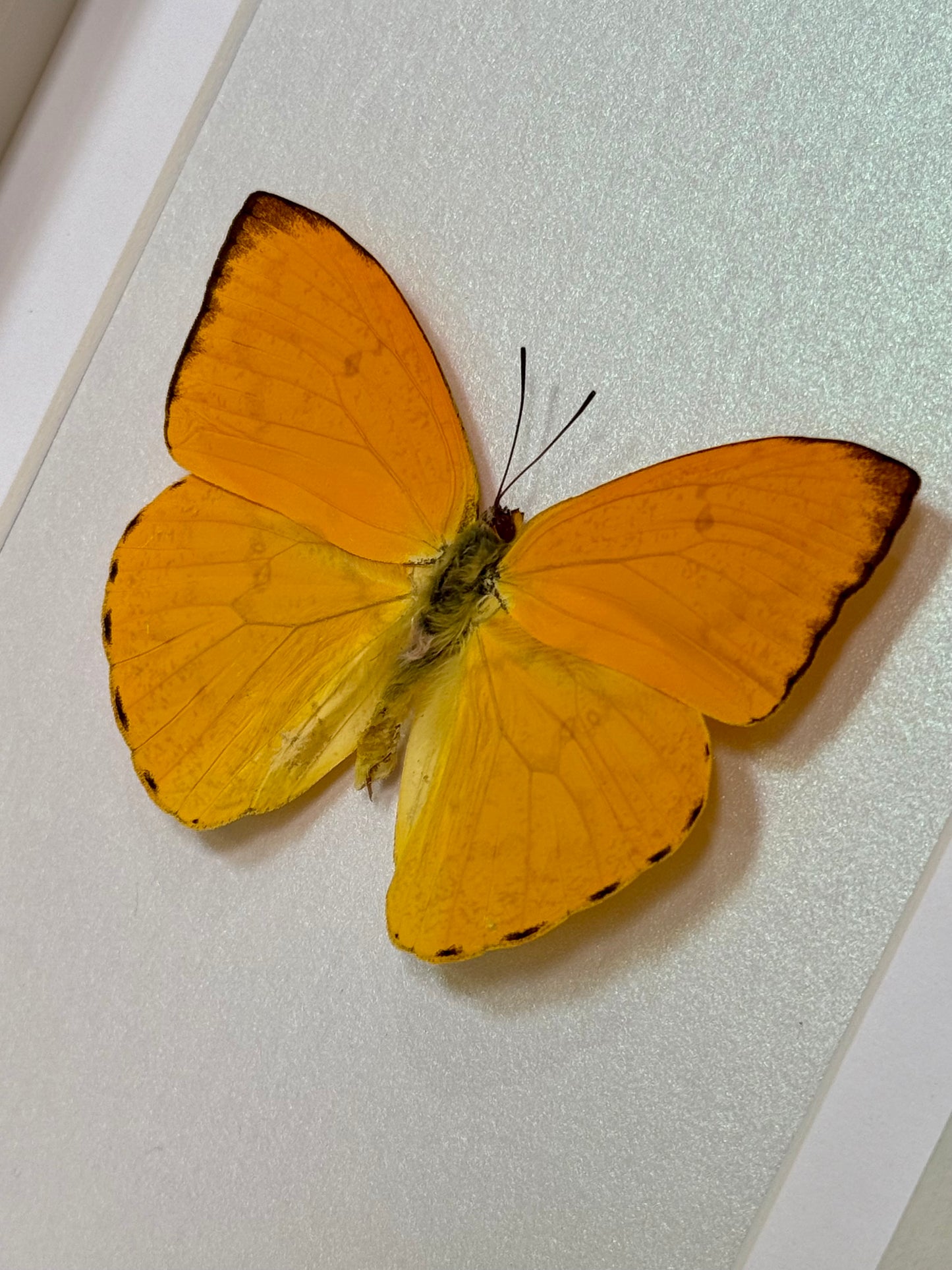 Apricot Sulphur Butterfly
