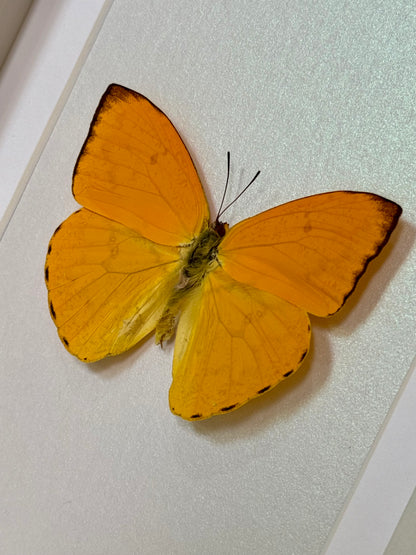 Apricot Sulphur Butterfly