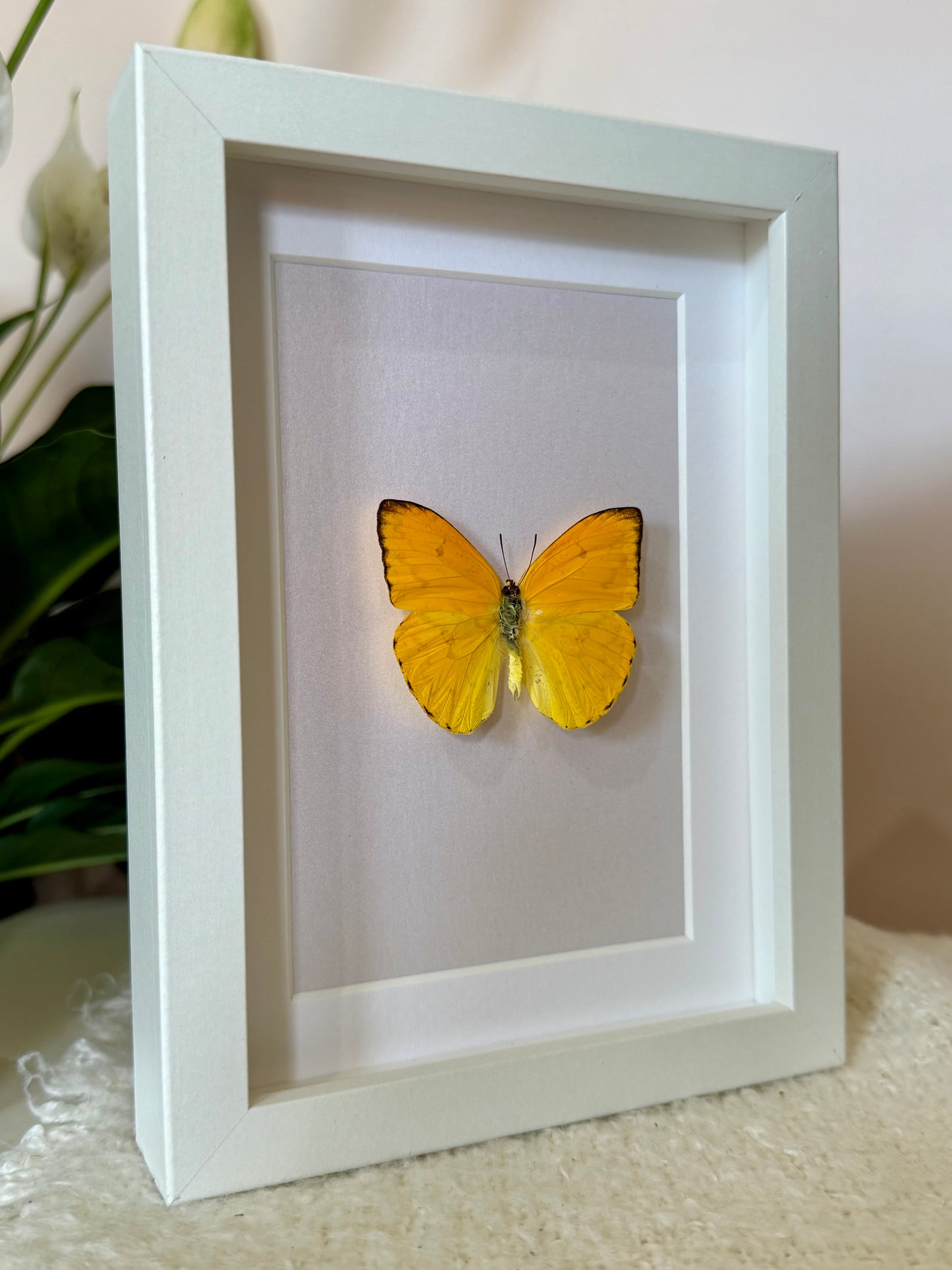Apricot Sulphur Butterfly