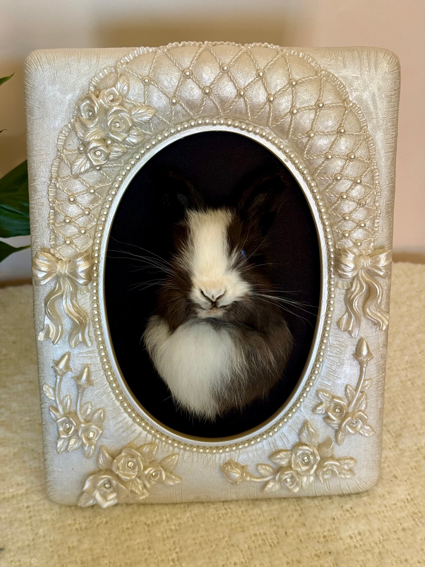 European Rabbit Head Mount