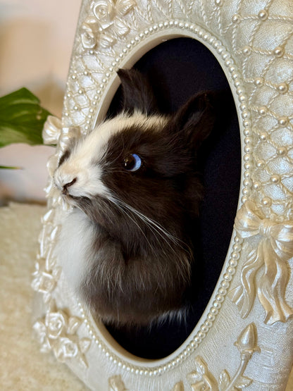 European Rabbit Head Mount