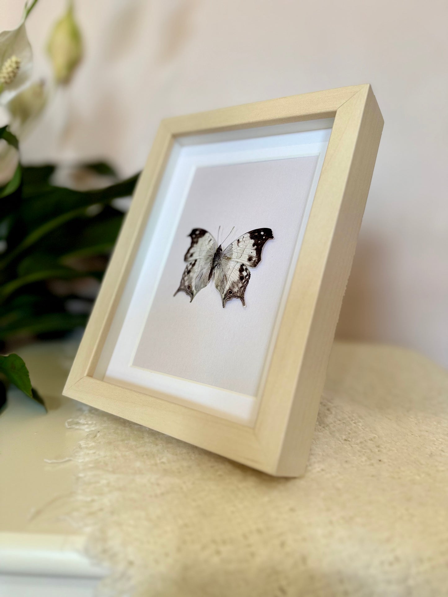 Malagasy Mother of Pearl Butterfly