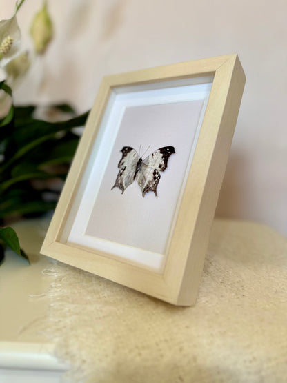 Malagasy Mother of Pearl Butterfly