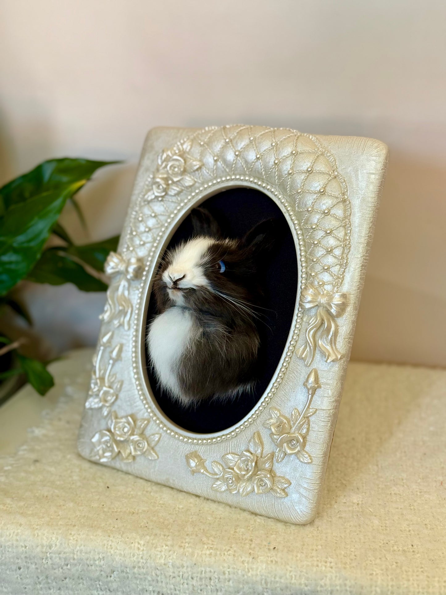 European Rabbit Head Mount