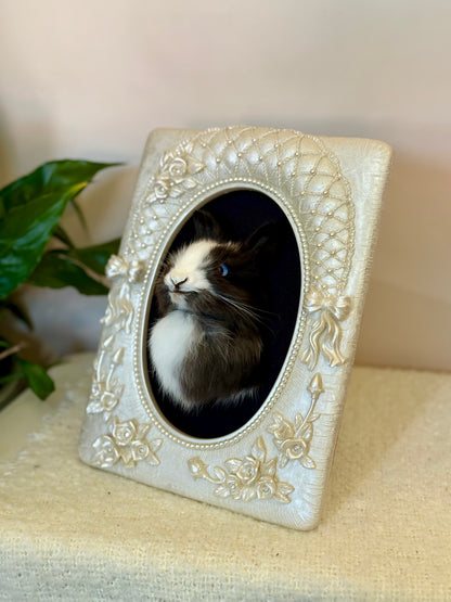 European Rabbit Head Mount