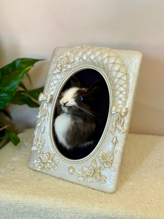 European Rabbit Head Mount