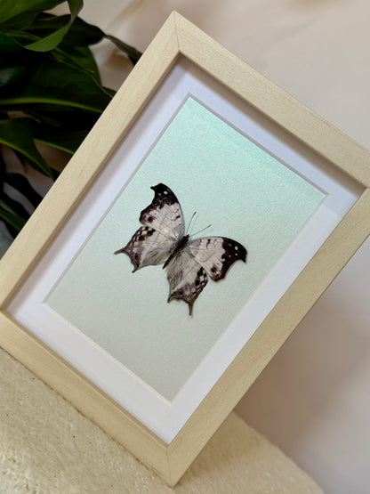 Malagasy Mother of Pearl Butterfly