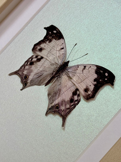 Malagasy Mother of Pearl Butterfly