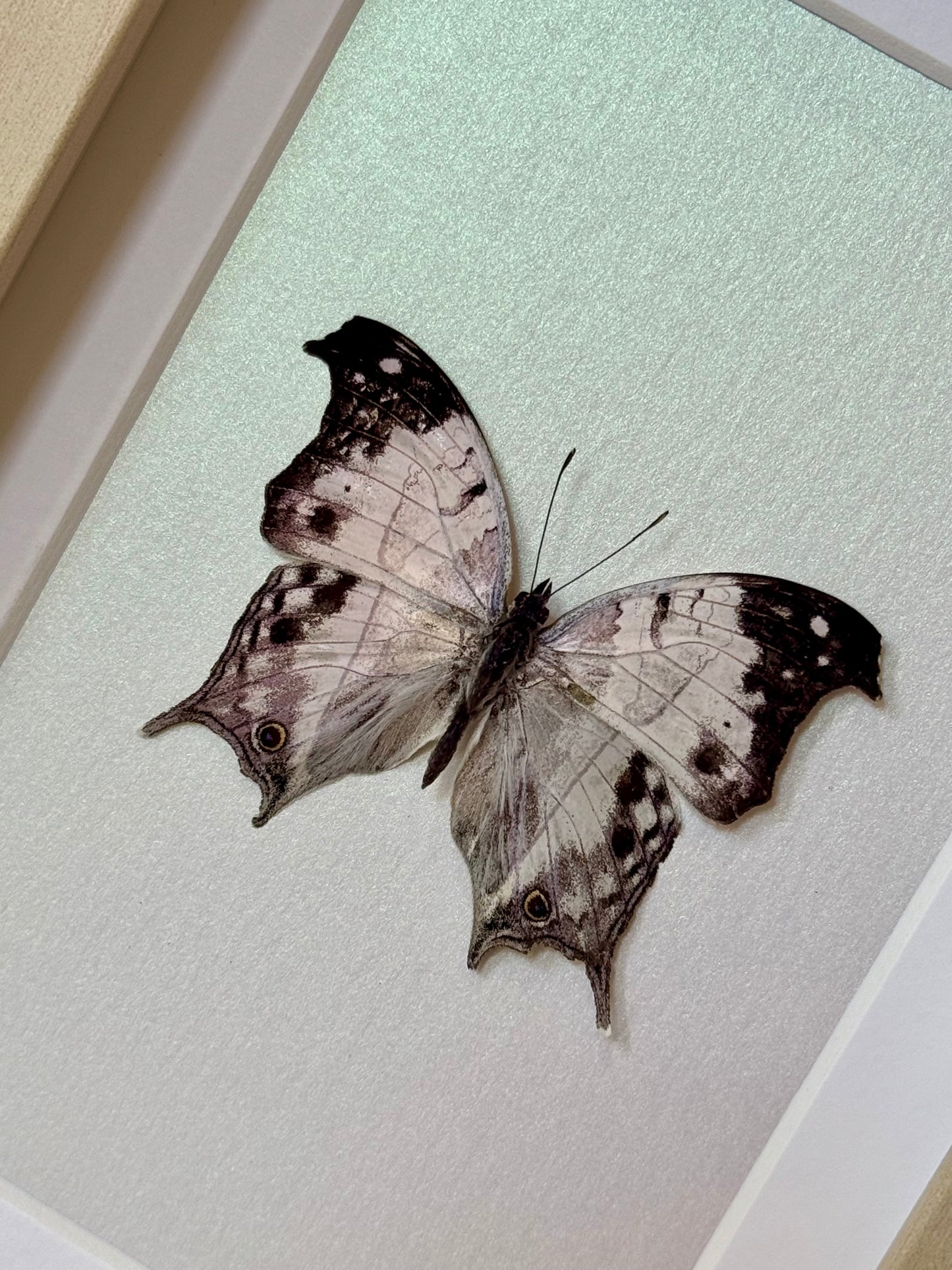 Malagasy Mother of Pearl Butterfly