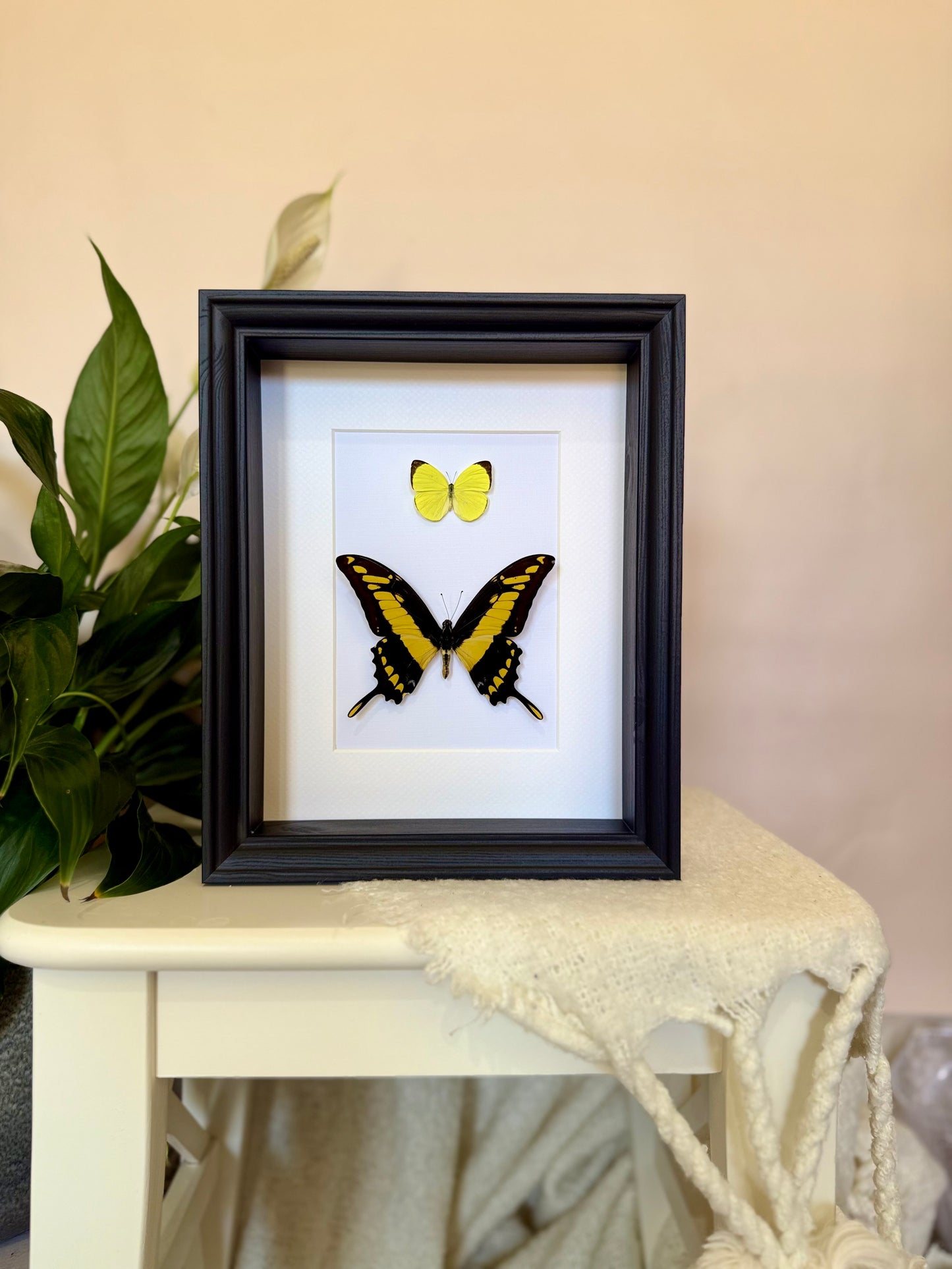 Tree Yellow & King Swallowtail Butterfly