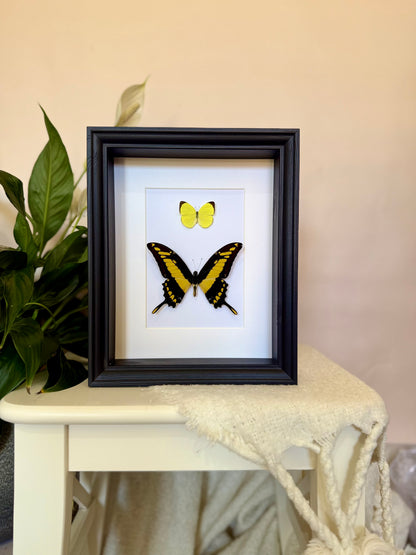 Tree Yellow & King Swallowtail Butterfly