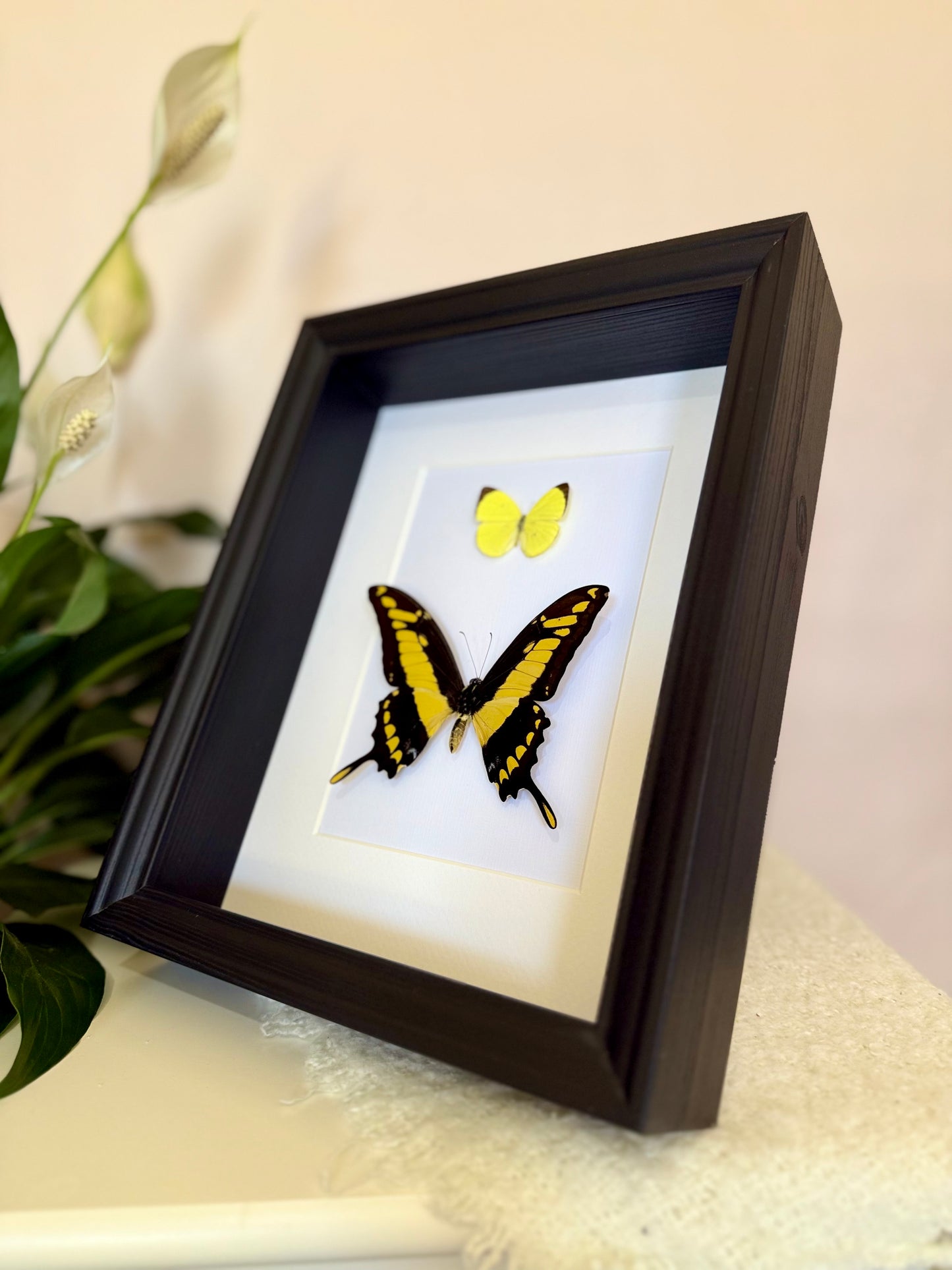 Tree Yellow & King Swallowtail Butterfly