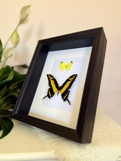 Tree Yellow & King Swallowtail Butterfly