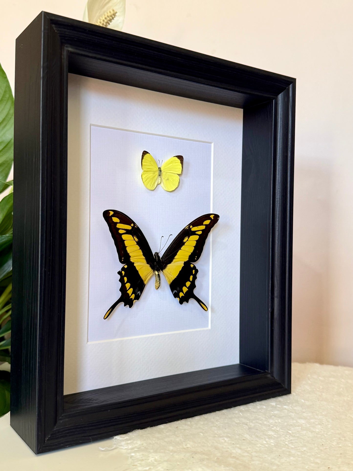 Tree Yellow & King Swallowtail Butterfly