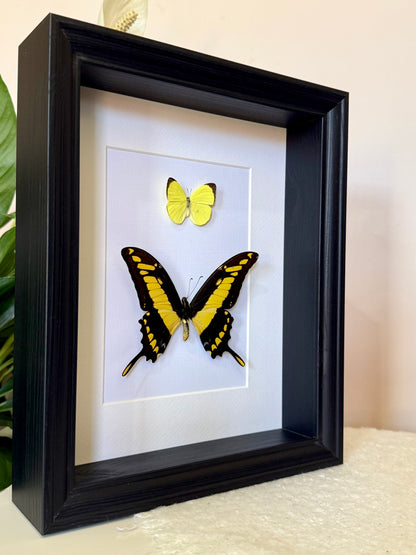 Tree Yellow & King Swallowtail Butterfly