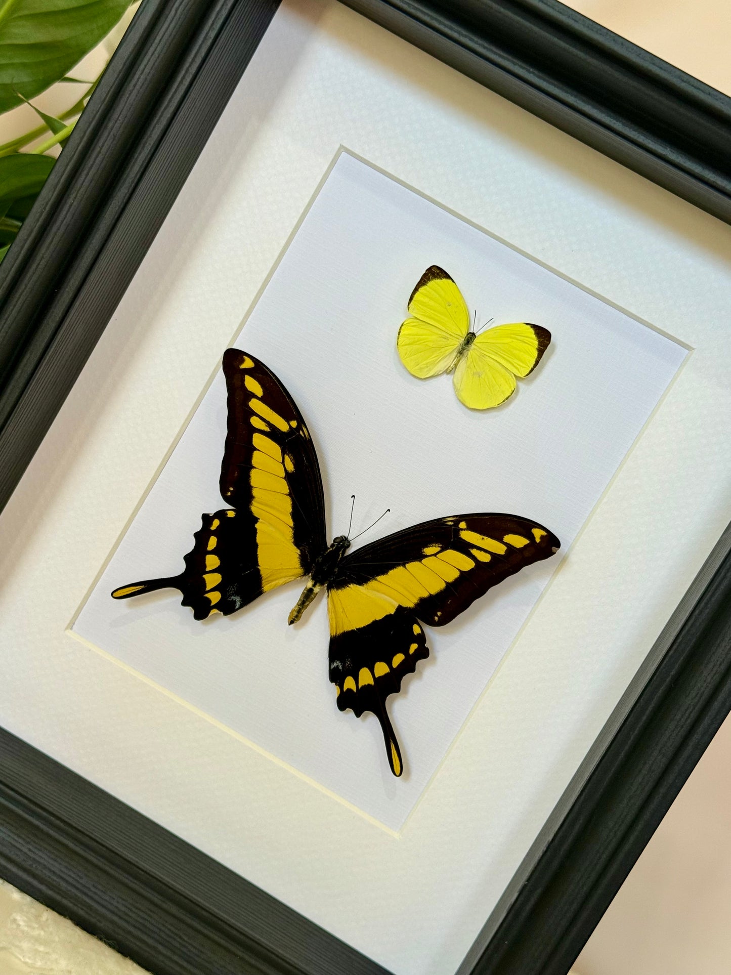 Tree Yellow & King Swallowtail Butterfly
