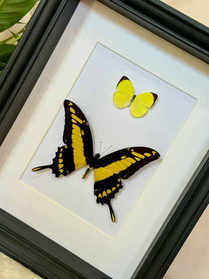 Tree Yellow & King Swallowtail Butterfly