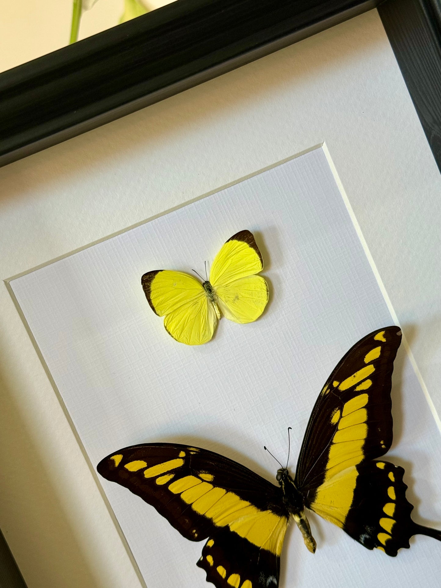 Tree Yellow & King Swallowtail Butterfly